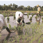 Government Predicts Decline in Food Inflation Amid Record Crop Harvests